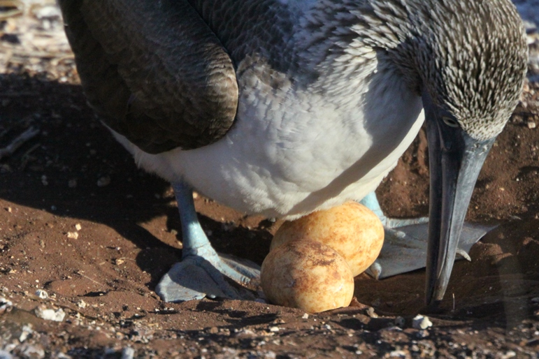 galapagos